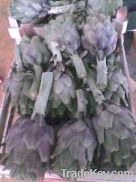 Fresh Egyptian Artichoke