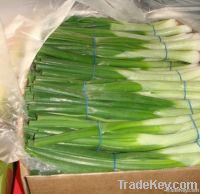 Fresh Egyptian Spring Onion