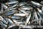frozen sardine, frozen mackerel