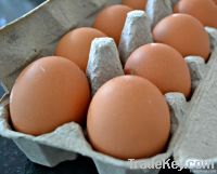 Fresh Brown Eggs For Sale