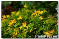 St.John's wort Extract