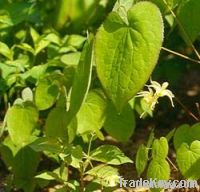 Shorthorned Epimedium extract