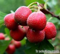 Hawthorn fruit extract