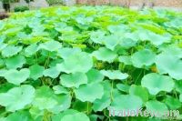 Lotus Leaves extract Nuciferine