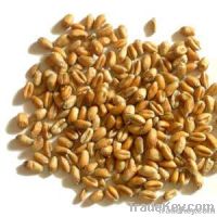 Wheat | Wheat exporter | Wheat distributor | Wheat wholesaler | Wheat supplier | Wheat importer |  Wheat |Wheat for sale | long grain Wheat exporter | buy Wheat online | Wheat for sale |  Wheat exporter | Wheat wholesaler | long grain Wheat buyer |  Wheat