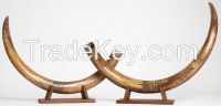 Mammoth ivory (Mammuthus primigenius) - sample products