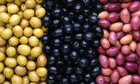 Fresh Dates | Seeds | Olives | Fenugreek Seeds