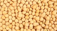 Yellow Peas