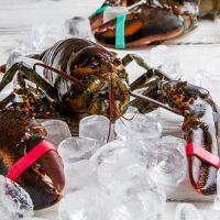 Frozen Lobster