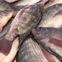 Frozen Tilapia Fish