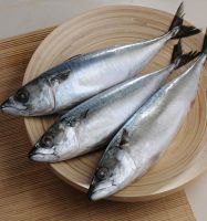 Frozen whole Mackerel