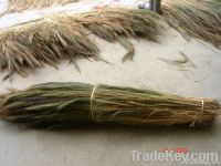 Grass Broom (Raw material)