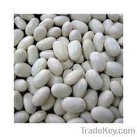 Japanese White kidney beans