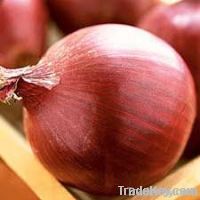 INDIAN ONION