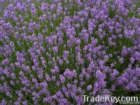 Lavender (Lavandula Angustifolia)