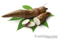 Cassava (manioc)