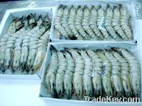 Black Tiger Shrimps