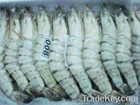 BLACK TIGER SHRIMP