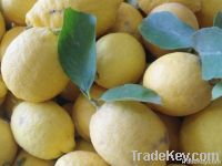 Fresh Lemons