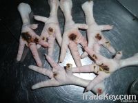  Export Chicken Paw | Chicken Feet Suppliers | Poultry Feet Exporters | Chicken Feets Traders | Processed Chicken Paw Buyers | Frozen Poultry Paw Wholesalers | Low Price Freeze Chicken Paw | Best Buy Chicken Paw | Buy Chicken Paw | Import Chicken Paw | Ch