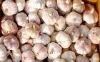 Feed additive garlic allicin 98%