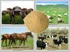 Feed Additives Choline Chloride for Cattle