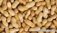 Raw Peanuts