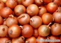 Egyptian onions 2012