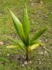 Coconut seedling for least price