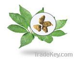 export Notoginseng Triterpenes extract