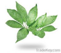 Notoginseng Leaf Triterpenes