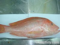 Grouper , Red snapper, emperor