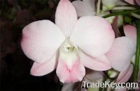 fresh orchid flower