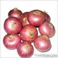 fresh red onion