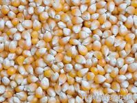 Yellow corn for chicken feed