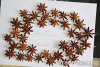 Star anise in autumn crop