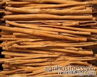 Stick cassia