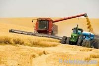 Wheat KAZAKH