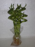 Lucky Bamboo Spiral Design