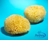 Honeycomb Sponges