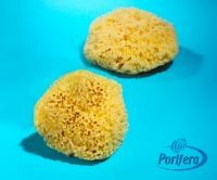 Wool Sponge