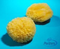 Grass Sponges