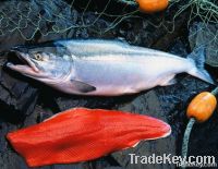 Canadian Wild Salmon