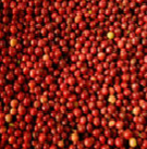  Export Coffee Beans | Coffee Bean Importer | Coffee Beans Buyer | Buy Coffee Beans | Coffee Bean Wholesaler | Coffee Bean Manufacturer | Best Coffee Bean Exporter | Low Price Coffee Beans | Best Quality Coffee Bean | Coffee Bean Supplier | Sell Coffee Be