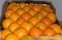 Fresh Oranges