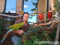 Macaw / African Grey Parrots For SAle