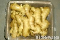 2011 harvesting fresh ginger with good price