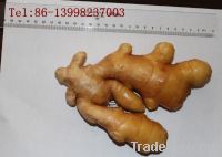 dry ginger