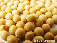 Natural Soybean Extract 98% Soy Isoflavones