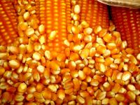 NON GMO Dried Yellow Corn